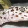 www.leogeckos.com