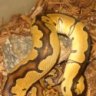 BallPython777