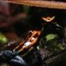 Dancingfrogs
