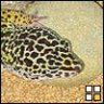 hoi-herps