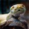 snake_gal