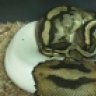 snake8myelbo