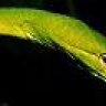 Silent Viper