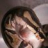 TYBALT