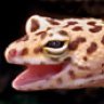Geckogardener