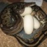 snakemansnakes