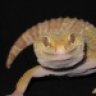 kasha