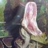 6y0ballpython