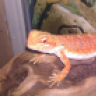 Beardeddragons4all