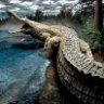 Sarcosuchus