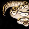 jaysreptiles