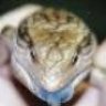 HerpsinIN