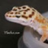 XGeckos