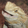 goReptiles