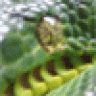 Trefenwyd