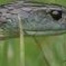 ssssnakeman