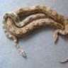 KellysConstrictors