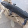 Switzer Reptiles Inc.