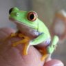 buywholefrogs