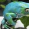 rainforestjunky