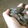 simplyserpents