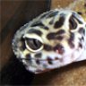 fishyfan