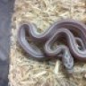reptile_ryan