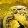 bluetongue1