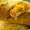 enviedreptiles