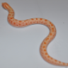 ReptileJay