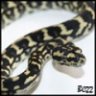 blackcrystal22