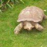 wylieherps
