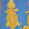 CarolinaClassicDragons