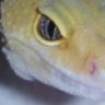 ultimateherper