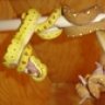 gnkreptiles