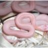 Manofcornsnakes