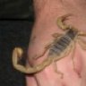 Gate City Reptiles