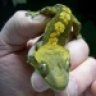 DelawareReptileConnection