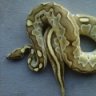 KY Reptiles