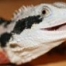 Physignathus