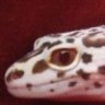 Lena's Lizards