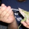 Chameleonlover66