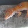 Gecko Euphoria