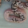 ReedsReptiles