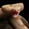Muscle Morph Constrictors
