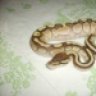 qualitysnakes89