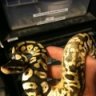 elkmillbillyreptiles