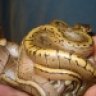 Snakeman-75
