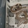 serpentminded
