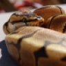 SublimeReptiles